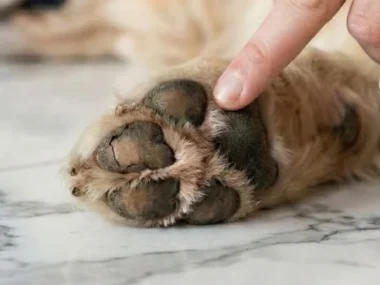 Dog paw balm for moisturizing and protecting pet's paws