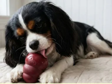 Delicious Frozen Kong Recipes for Dogs to keep pets cool and entertained